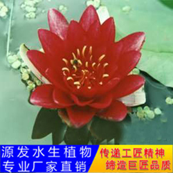 豪華睡蓮2