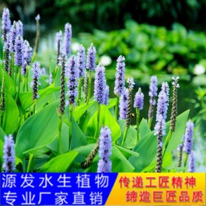 源發(fā)承接各種水生植物凈水綠化工程  再力花  綠化工程