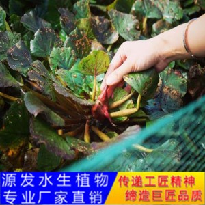 源發(fā)承接各種水生植物凈水綠化工程 浮水植物