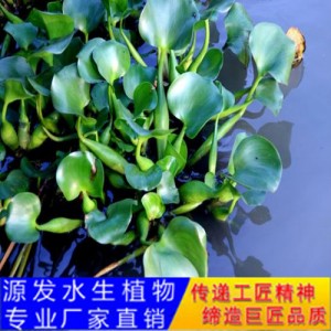 源發(fā)承接各種水生植物凈水綠化工程 浮水植物 水葫蘆苗