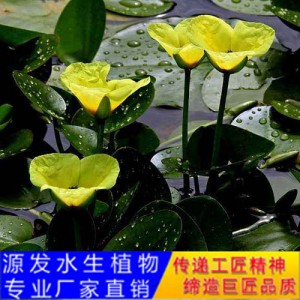 源發(fā)承接各種水生植物凈水綠化工程 浮水植物 荇菜