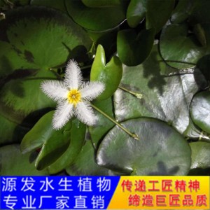 源發(fā)承接各種水生植物凈水綠化工程 浮水植物 荇菜