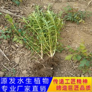 源發(fā)承接各種水生植物凈水綠化工程  千屈菜  綠化工程