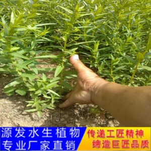 源發(fā)承接各種水生植物凈水綠化工程  千屈菜  綠化工程