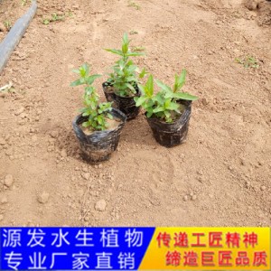 源發(fā)承接各種水生植物凈水綠化工程  千屈菜  綠化工程