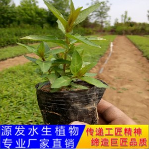 源發(fā)承接各種水生植物凈水綠化工程  千屈菜  綠化工程