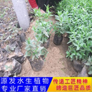 源發(fā)承接各種水生植物凈水綠化工程  千屈菜  綠化工程