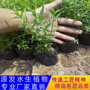 源發(fā)承接各種水生植物凈水綠化工程  千屈菜  綠化工程