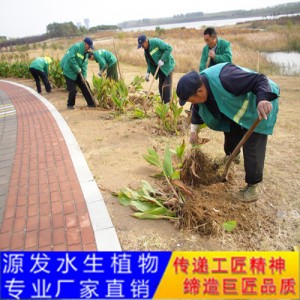 源發(fā)承接各種水生植物凈水綠化工程  美人蕉