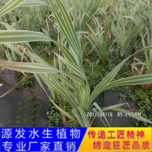 源發(fā)承接各種水生植物凈水綠化工程  香蒲