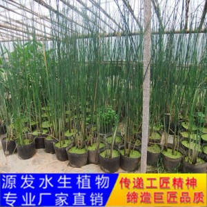 源發(fā)承接各種水生植物凈水綠化工程  水蔥