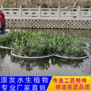 源發(fā)承接各種水生植物凈水綠化工程  生態(tài)浮島