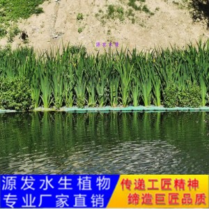 源發(fā)承接各種水生植物凈水綠化工程  生態(tài)浮島